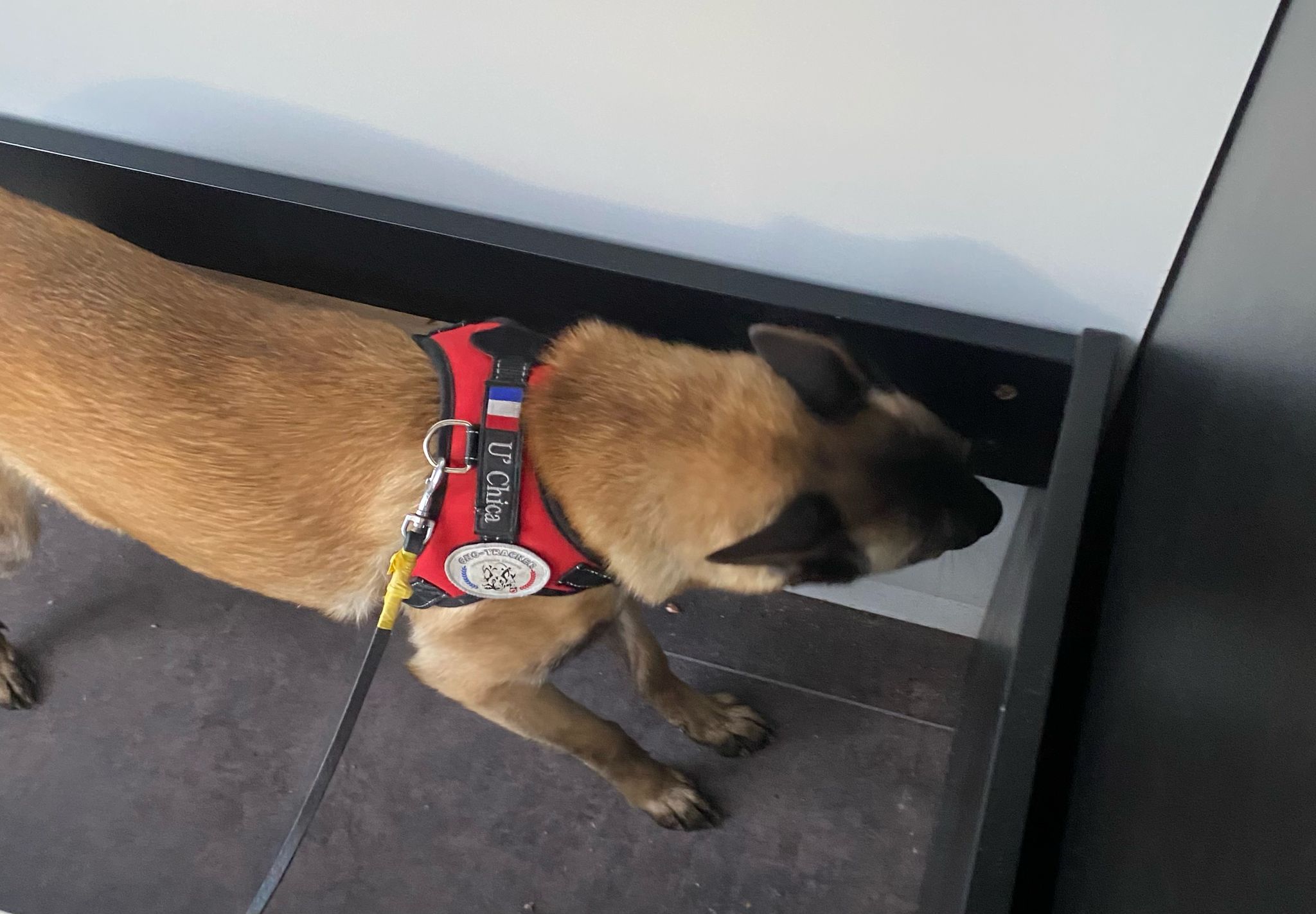 La détection canine est-elle efficace ? Réponse d&rsquo;expert en désinsectisation à Lyon, Roanne et agglomération 69